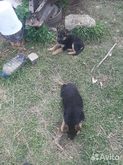 Немецкий ягдтерьер