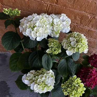 Гортензия уличная