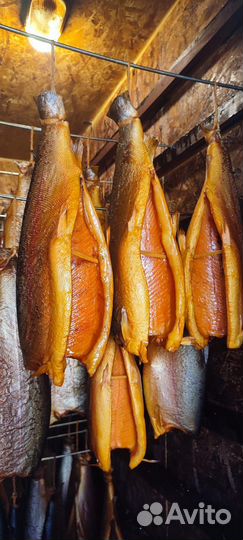 Форель холодного копчения