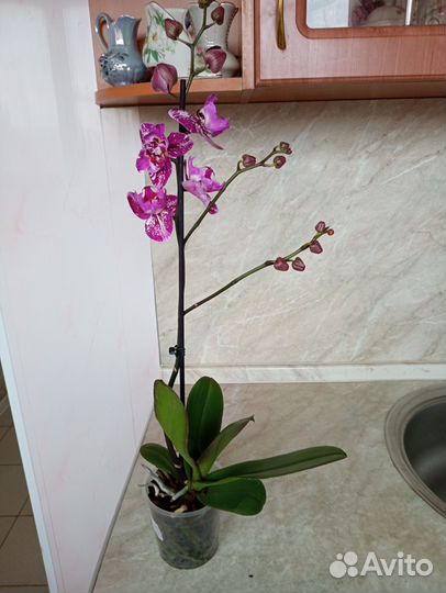 Комнатные растения.фаленопсисы бабочки.катлея
