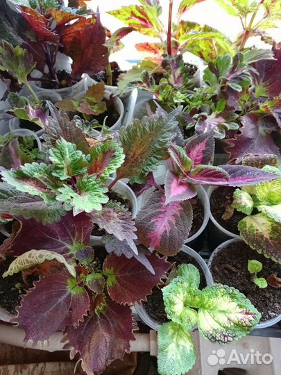 Колеусы вегетативные