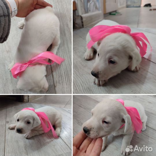 Щенята в добрые руки