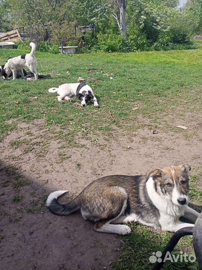 Собака в добрые руки щенок