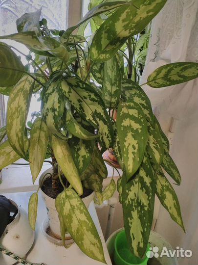 Диффенбахия