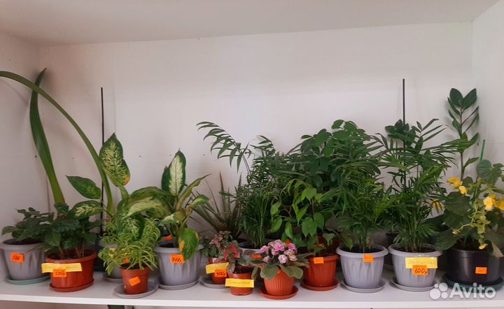 Комнатные цветы