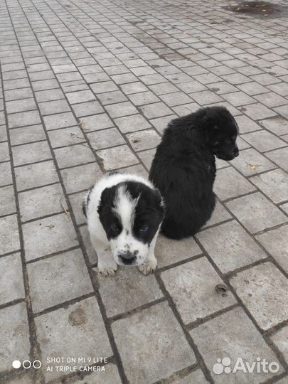 Продажа щенков алабая