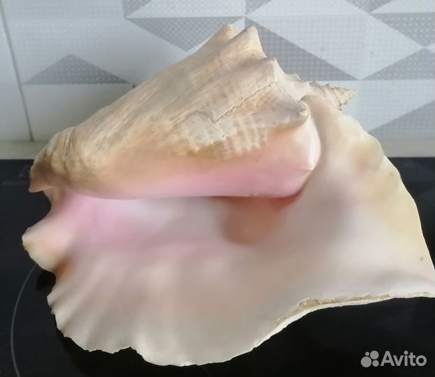 Ракушка морская большая