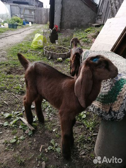 Козлята Нубо Камори