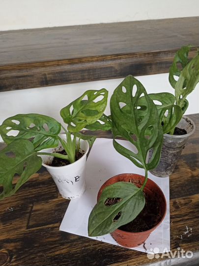 Монстера манки