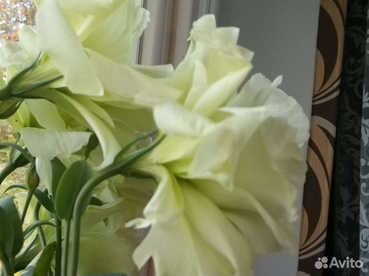 Цветы эустома, фиалки, калонхое, декабрист и др