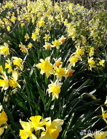 Комнатное растение