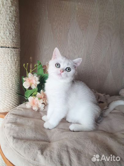 Серебристая шиншилла девочка