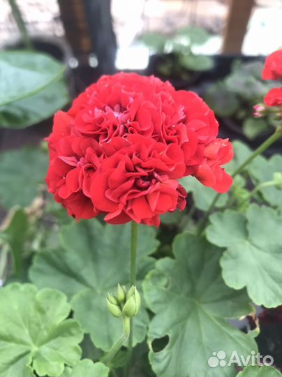 Пеларгония герань