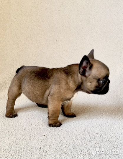 Щенок французского бульдога. Мальчик