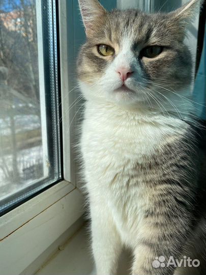 Отдам в добрые руки кошку