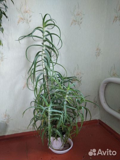 Алое лечебный