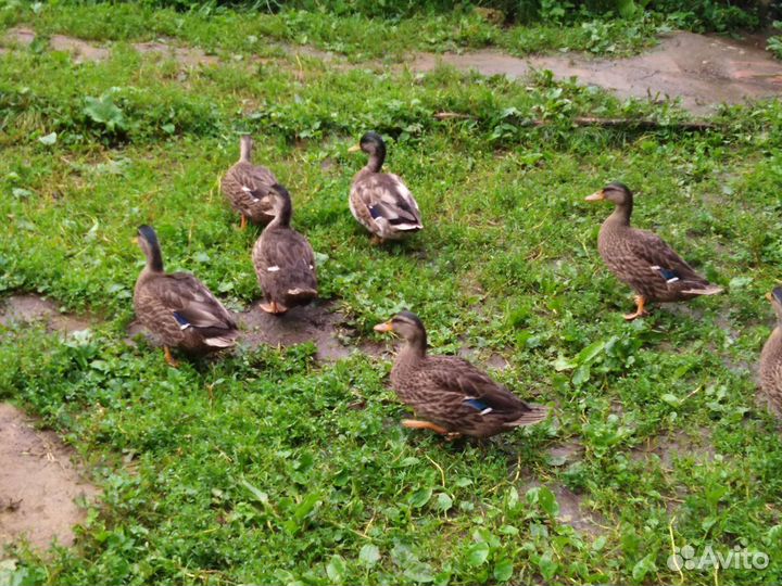 Подсадные утки и селезни