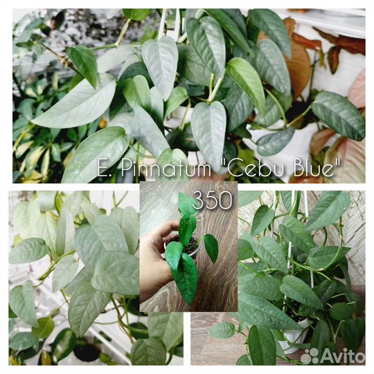 Эпипремнумы, сциндапсусы