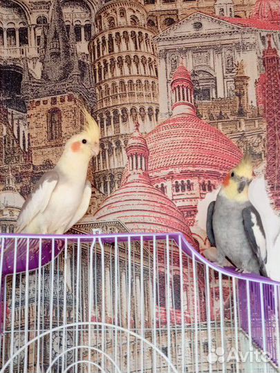 Попугаи корелла с клеткой