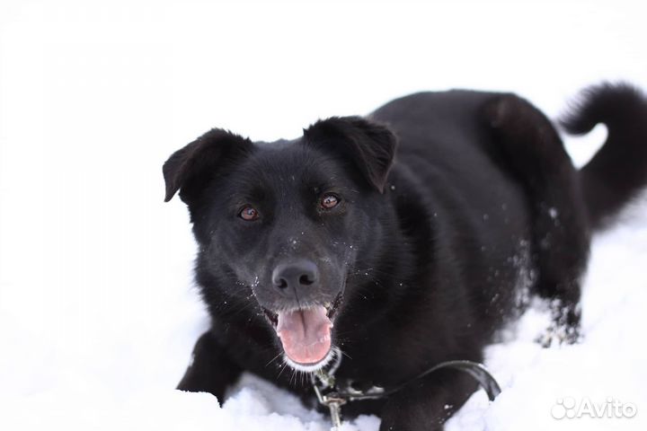 Черри из приюта очень хочет любить