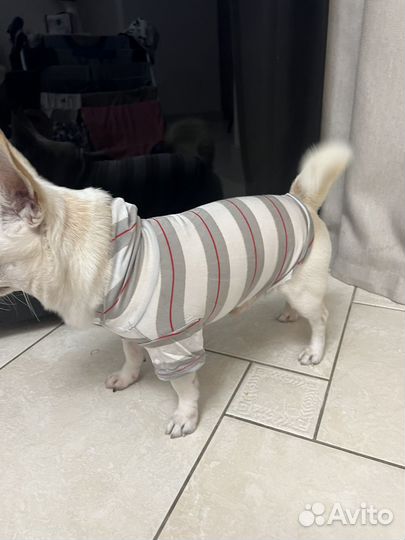 Комбинезон для собак