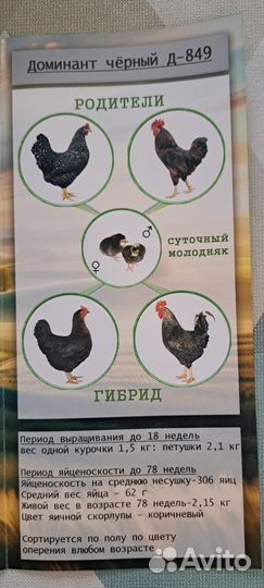 Молодняк птицы