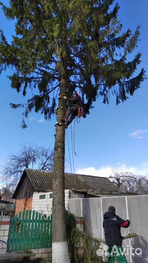 Спил аварийных деревьев