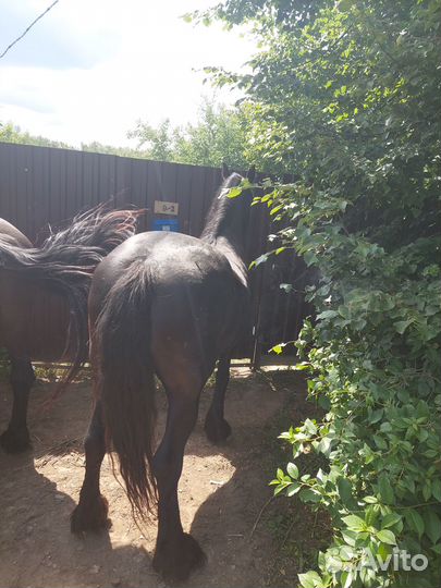 Лошадки Уникальное Жеребцы