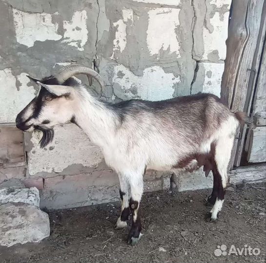 Молочные козы