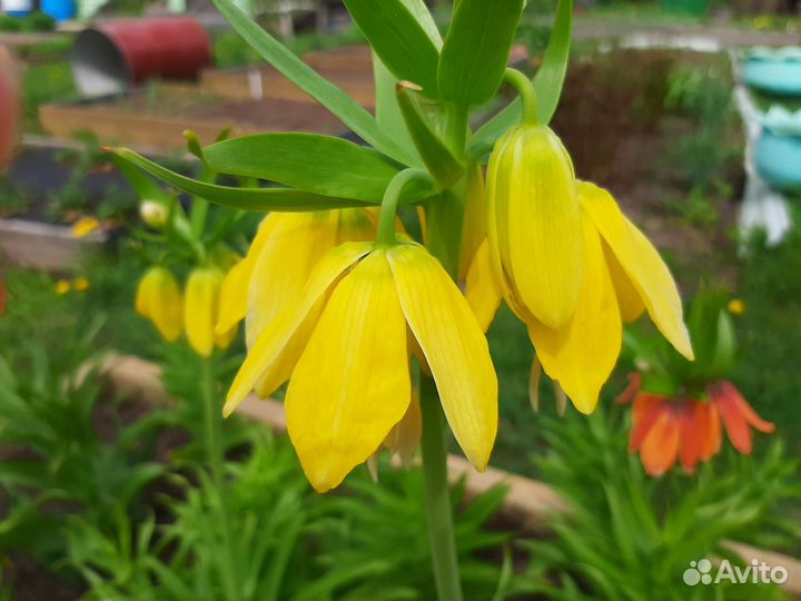 Рябчик императорский