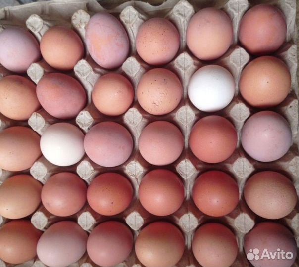 Куриные И утиные яйца домашние, мясо утки
