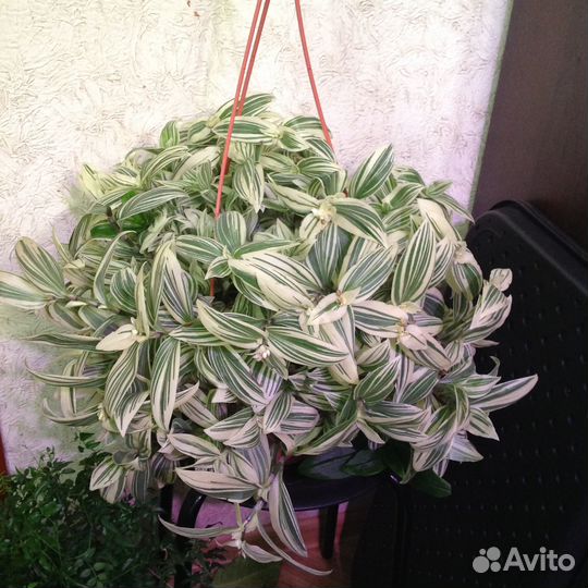Традесканция белая огромная медленно растущая фото