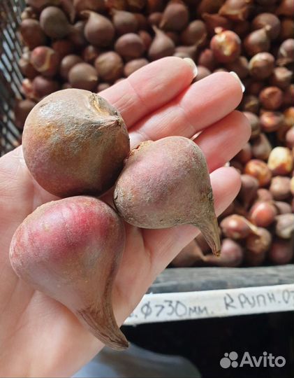 Луковицы тюльпанов для озеленения