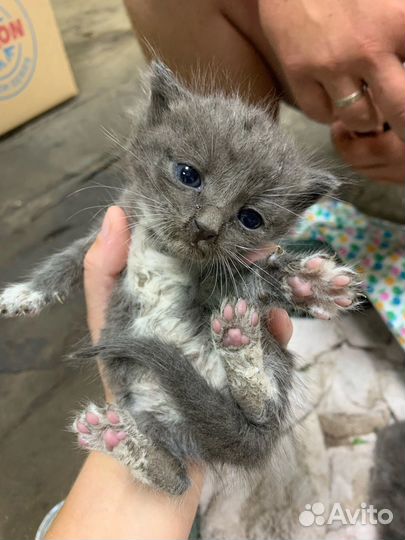 Отдам бесплатно котят