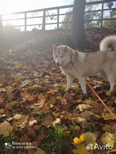 Сибирский хаски