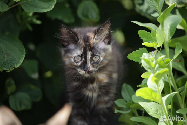 Котятки в добрые руки