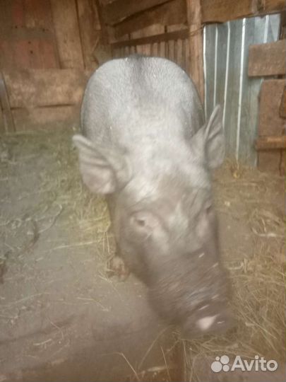 Вьетнамский хряк