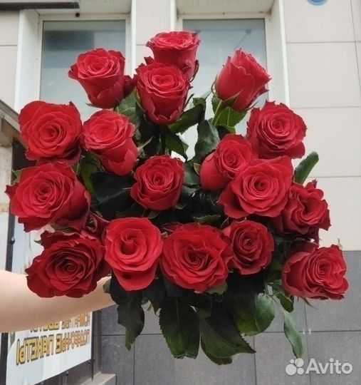 Роза 60 см