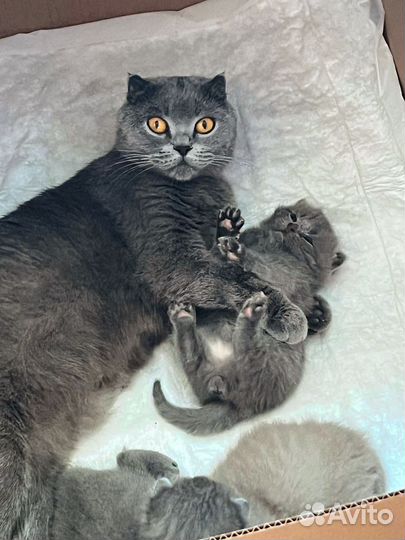 Британские котята короткошерстные