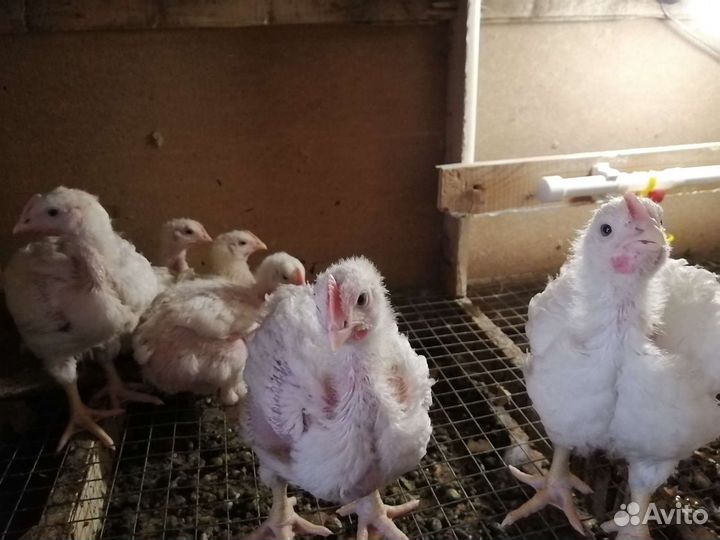Цыплята бройлера Кобб 500