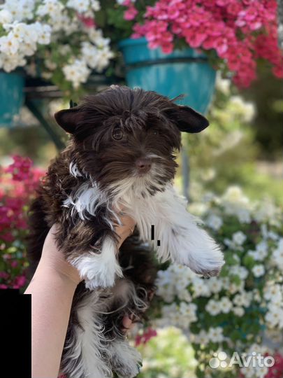 Йоркширский терьер