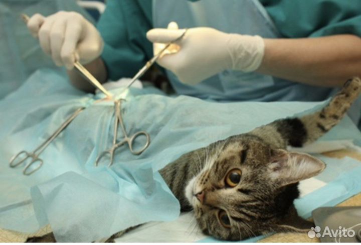 Кастрация котов стерилизация кошек и собак