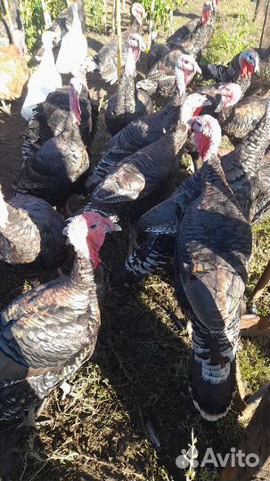 Индюки живым весом