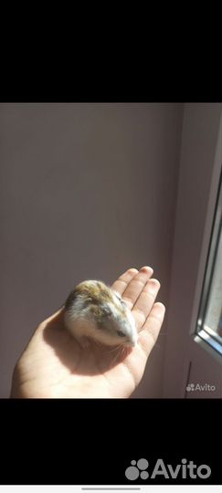 Джунгарский хомяк