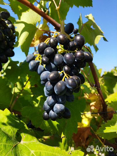 Виноград