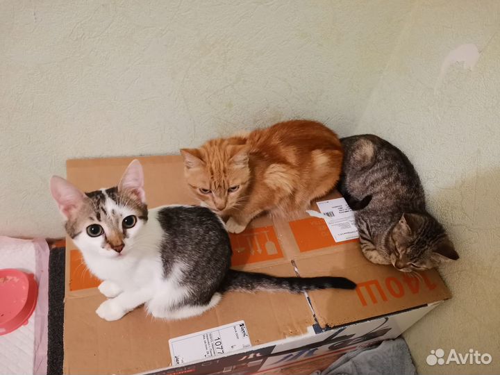 Кошечки ищут вас