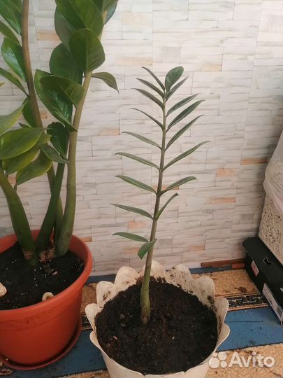 Фикус декоративный