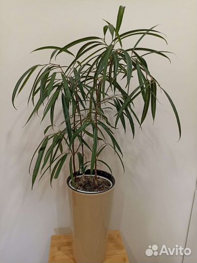 Фикус Бенедикт Али