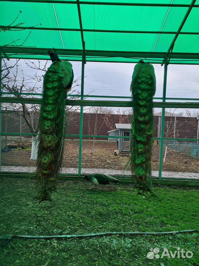 Инкубационное яйцо индийского павлина