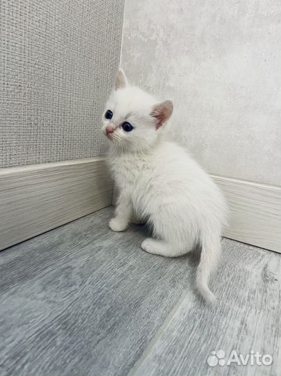 Котята в добрые руки белые